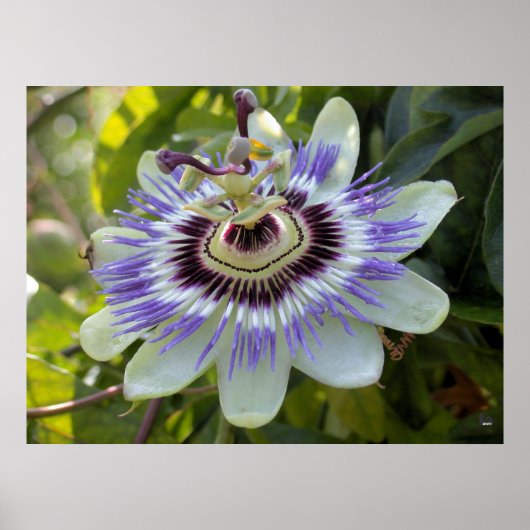 Passiflora edulis forma flavicarpa (Passion Flower Poster (Voorkant)