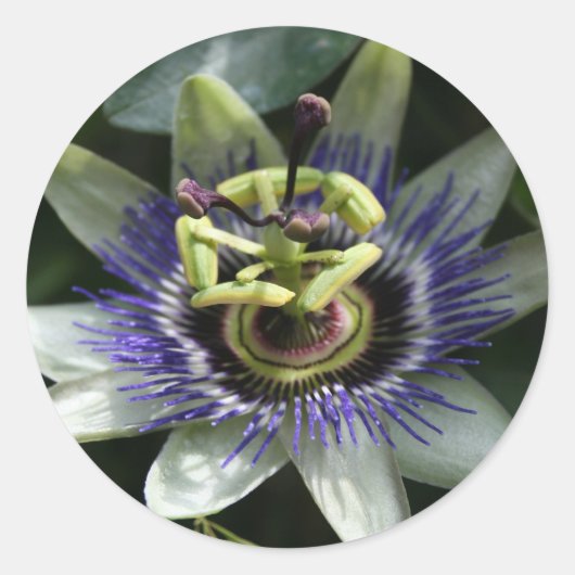 Passiflora Fleur de la Passion Ronde Sticker (Voorkant)