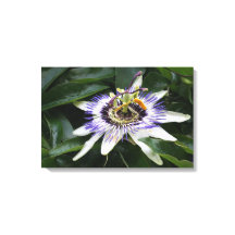 Passiflora - Floral fotografie