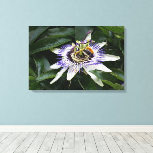 Passiflora - Floral fotografie Canvas Afdruk (Insitu (Houten vloer))