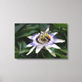 Passiflora - Floral fotografie Canvas Afdruk