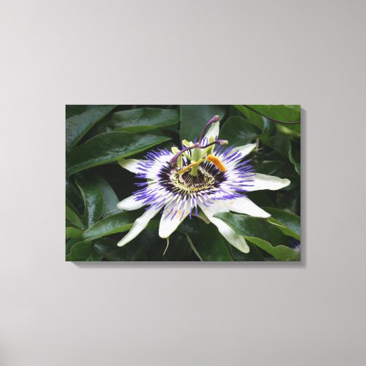 Passiflora - Floral fotografie Canvas Afdruk (Voorkant)