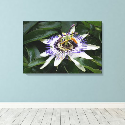 Passiflora - Floral fotografie Canvas Afdruk (Insitu (Houten vloer))