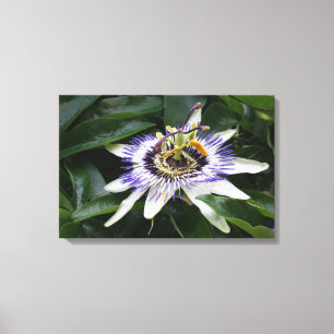 Passiflora - Floral fotografie Canvas Afdruk