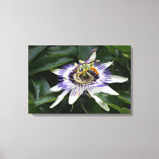 Passiflora - Floral fotografie Canvas Afdruk (Voorkant)