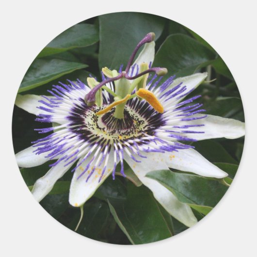 Passiflora Floral Photography Round Sticker (Voorkant)