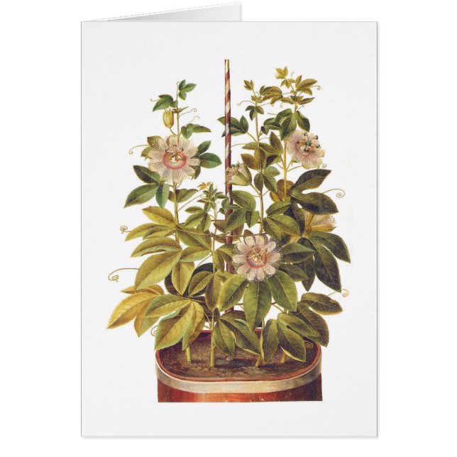 Passiflora incarnata (Voorkant)