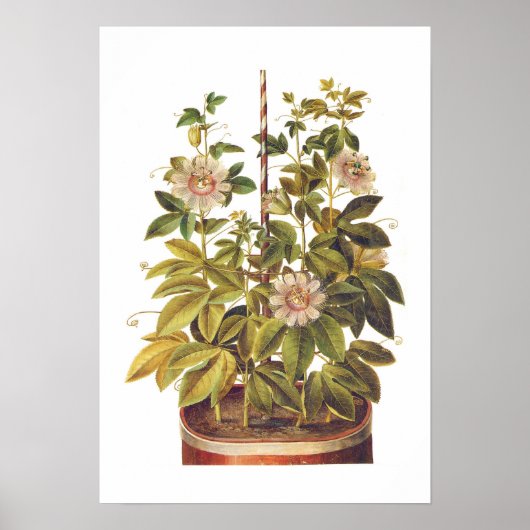 Passiflora incarnata poster (Voorkant)