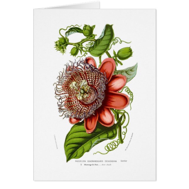 Passiflora quadrangularis decaisneana (Voorkant)