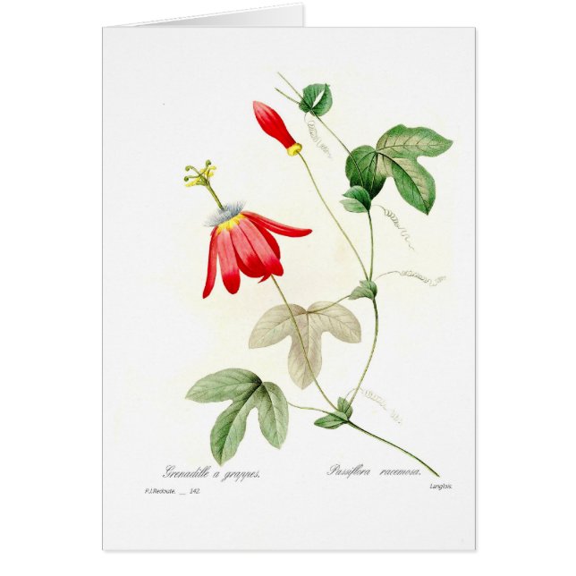 Passiflora racemosa (Voorkant)