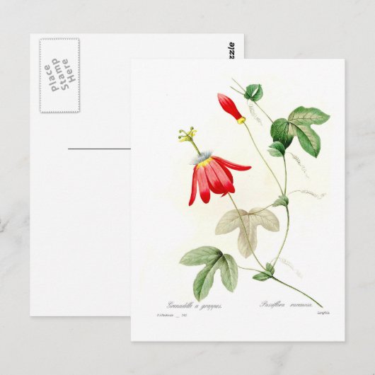 Passiflora racemosa briefkaart (Voorkant / Achterkant)