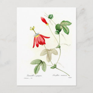 Passiflora racemosa briefkaart
