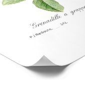 Passiflora racemosa poster (Hoek)