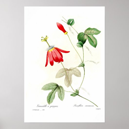 Passiflora racemosa poster (Voorkant)