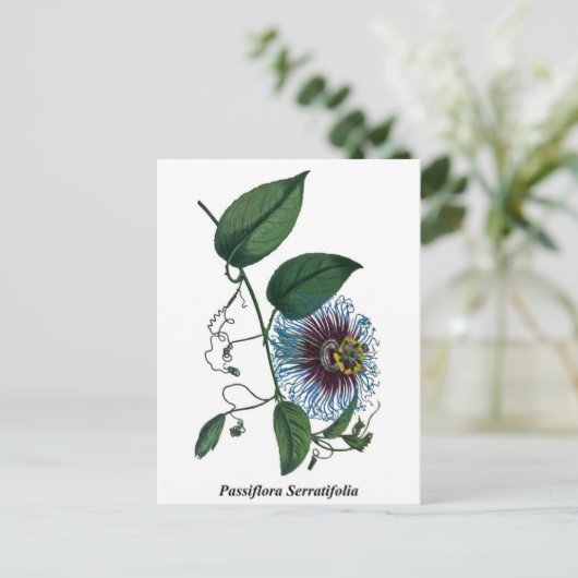 Passiflora Serratifolia Briefkaart (Staand voorkant)