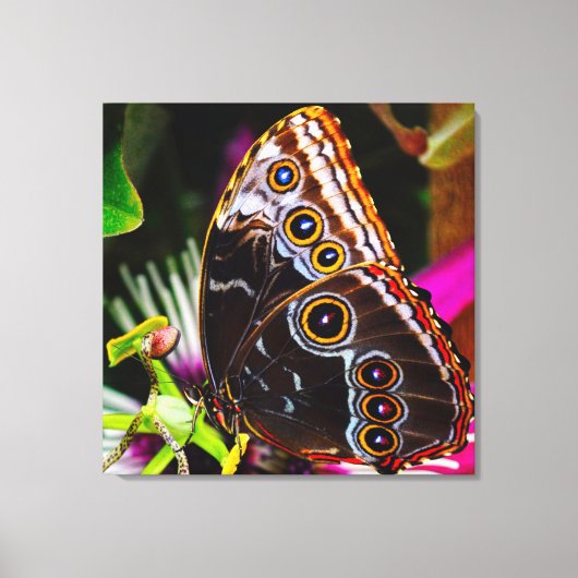 Passiflora VIOLACEA en een blauwe morpho vlinder Canvas Afdruk (Voorkant)