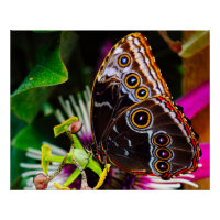 Passiflora VIOLACEA en een blauwe morpho vlinder
