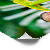 Passiflora VIOLACEA en een blauwe morpho vlinder Perfect Poster (Hoek)