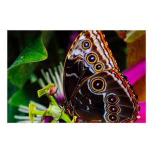 Passiflora VIOLACEA en een blauwe morpho vlinder Perfect Poster