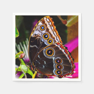 Passiflora VIOLACEA en een blauwe morpho vlinder Servet