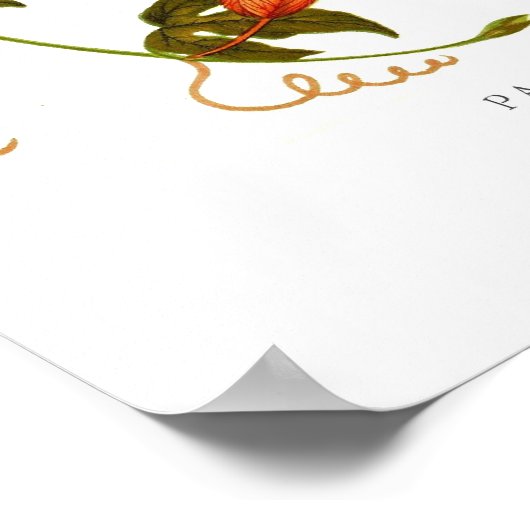 Passiflora vitifolia poster (Hoek)