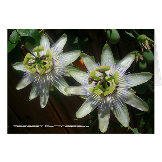 Passion Flower (Voorkant Horizontaal)