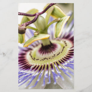 Passion Flower