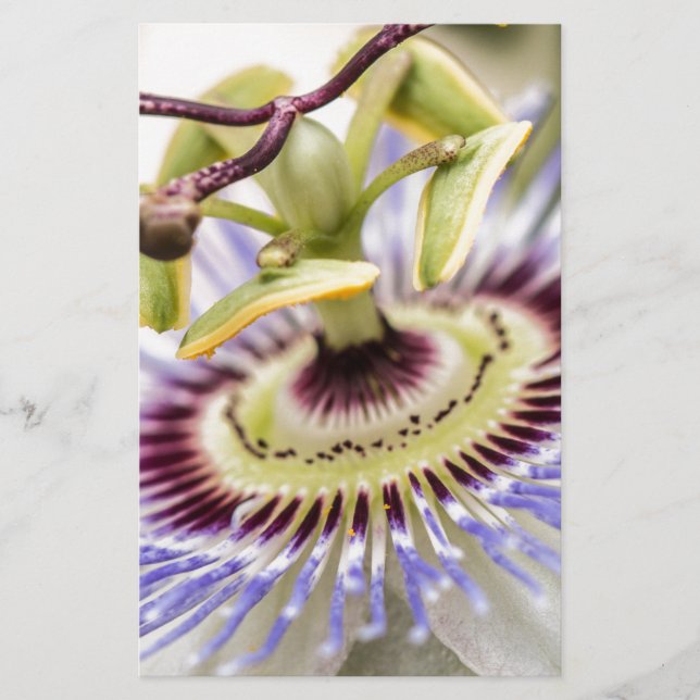 Passion Flower (Voorkant)