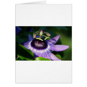 Passion Flower