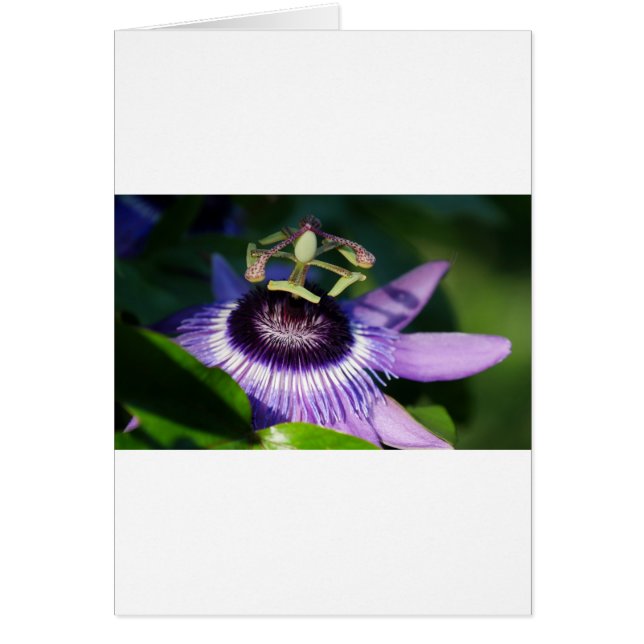 Passion Flower (Voorkant)