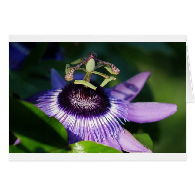Passion Flower (Voorkant Horizontaal)