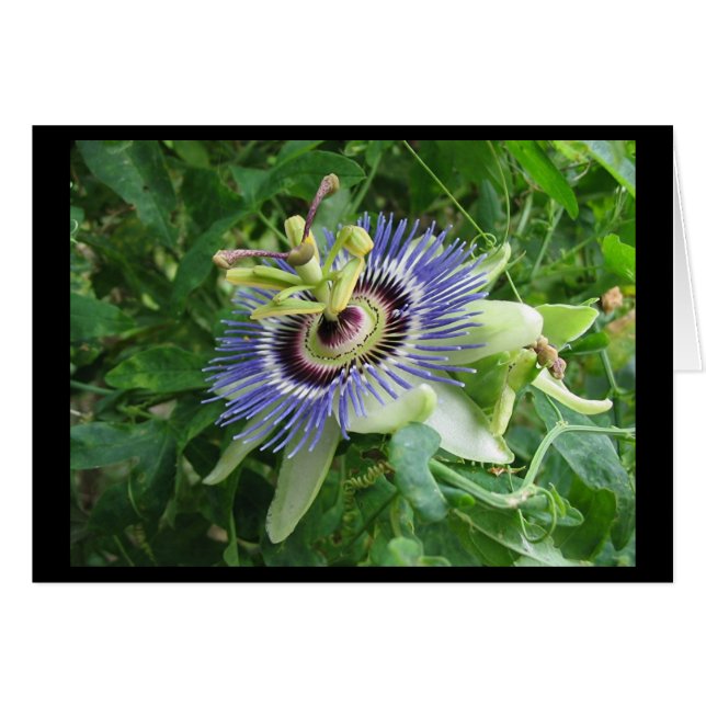 Passion Flower (Voorkant Horizontaal)