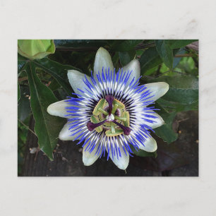 Passion Flower #2 Briefkaart