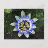 Passion Flower #2 Briefkaart (Voorkant)