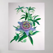 Passion Flower Botanical Art Poster (Voorkant)