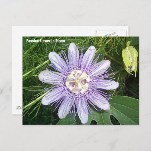 Passion Flower Briefkaart (Voorkant / Achterkant)