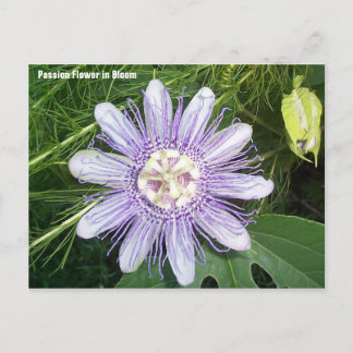 Passion Flower Briefkaart