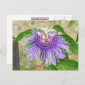 Passion Flower Briefkaart (Voorkant / Achterkant)
