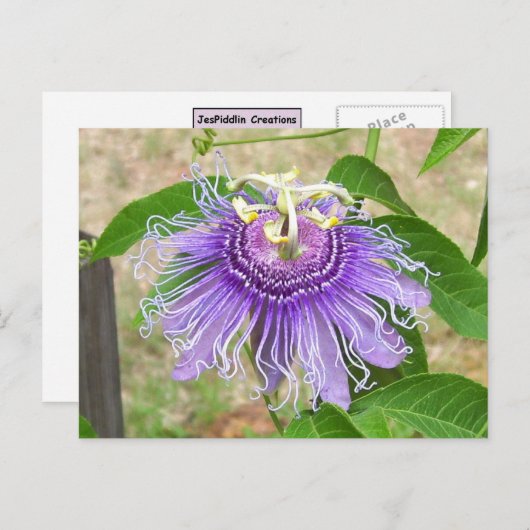 Passion Flower Briefkaart (Voorkant / Achterkant)