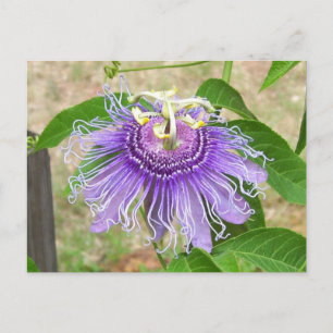 Passion Flower Briefkaart