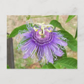 Passion Flower Briefkaart (Voorkant)
