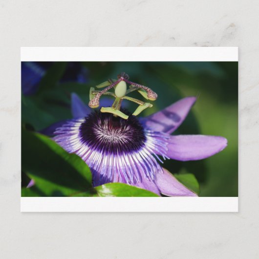 Passion Flower Briefkaart (Voorkant)