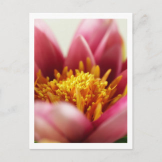 Passion Flower Briefkaart