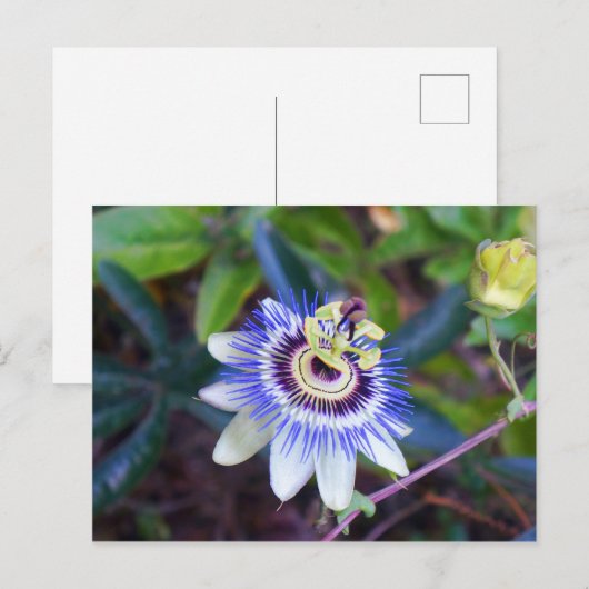 Passion Flower Briefkaart (Voorkant / Achterkant)