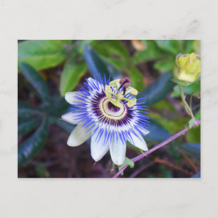 Passion Flower Briefkaart