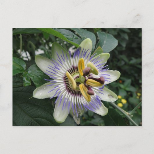Passion Flower Briefkaart (Voorkant)