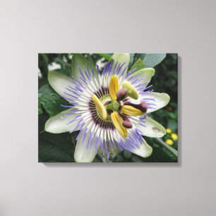 Passion Flower Canvas afdrukken