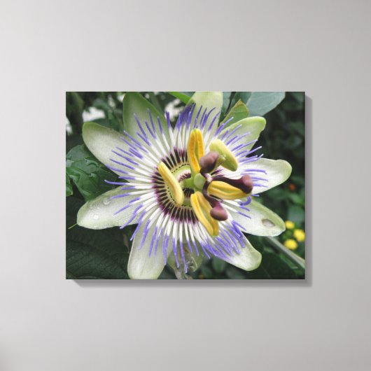 Passion Flower Canvas afdrukken (Voorkant)