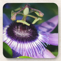 Passion Flower