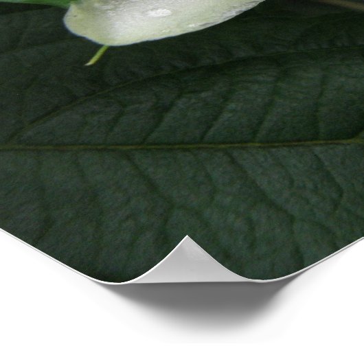 Passion Flower Macro Print (Hoek)